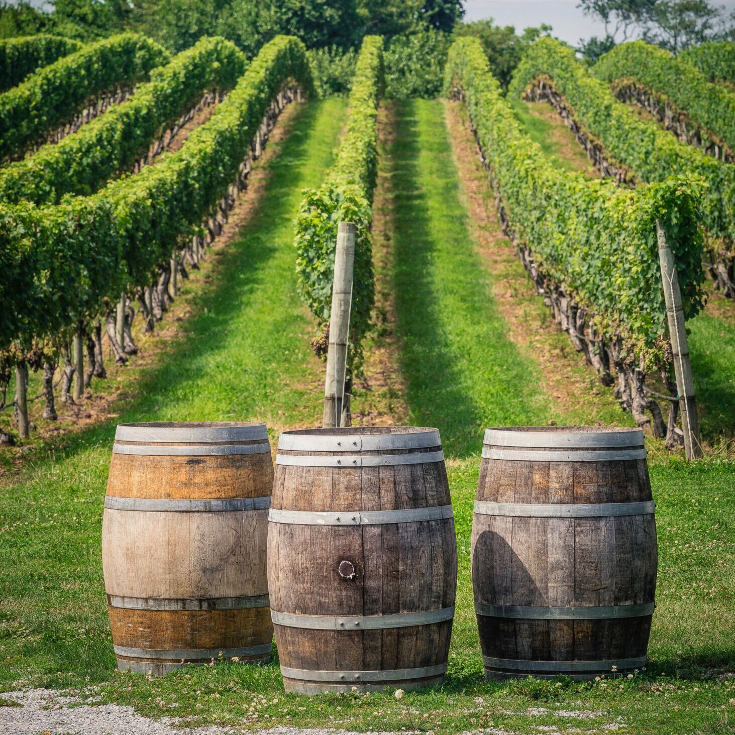 Oak wine barrels in a winery cellar