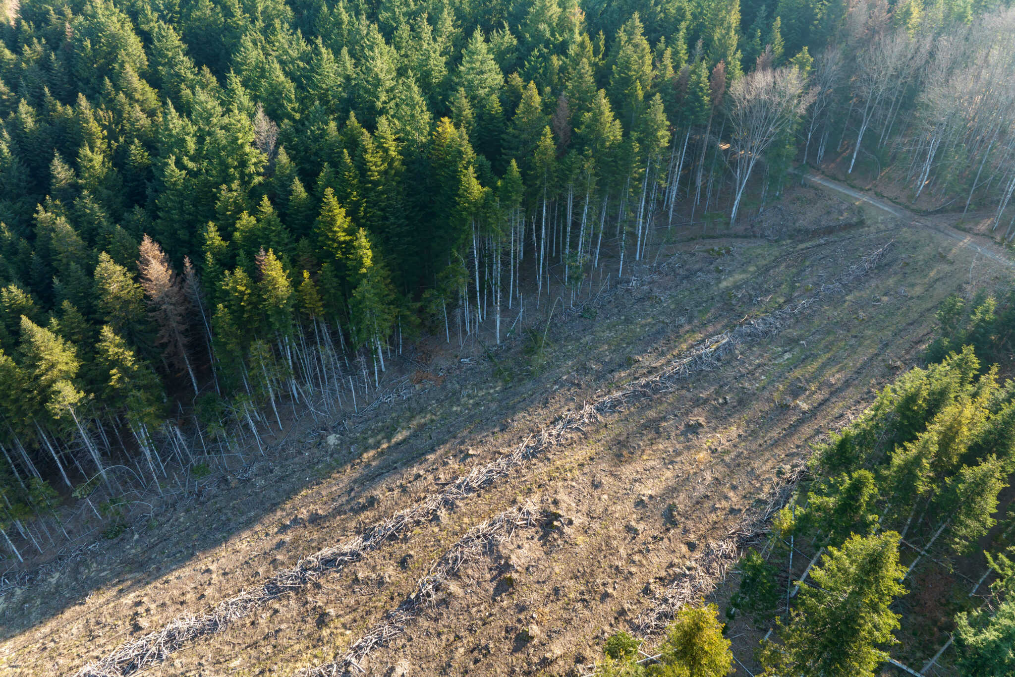 Aerial view of pine forest with large area of cut down trees as result of global deforestation industry. Harmful human influence on world ecology